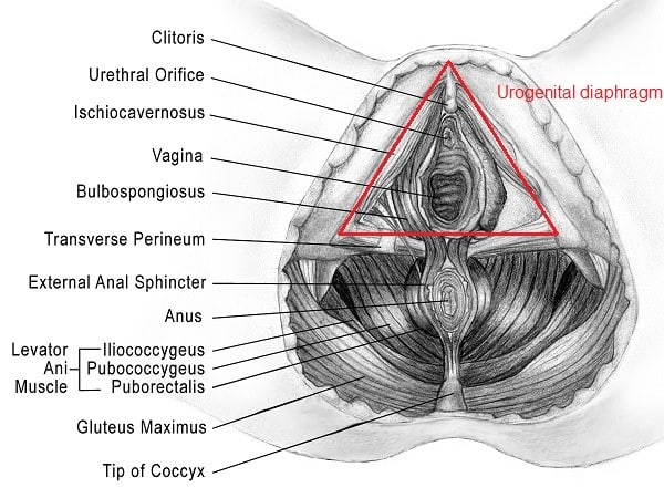 dislocation of coccyx rectal