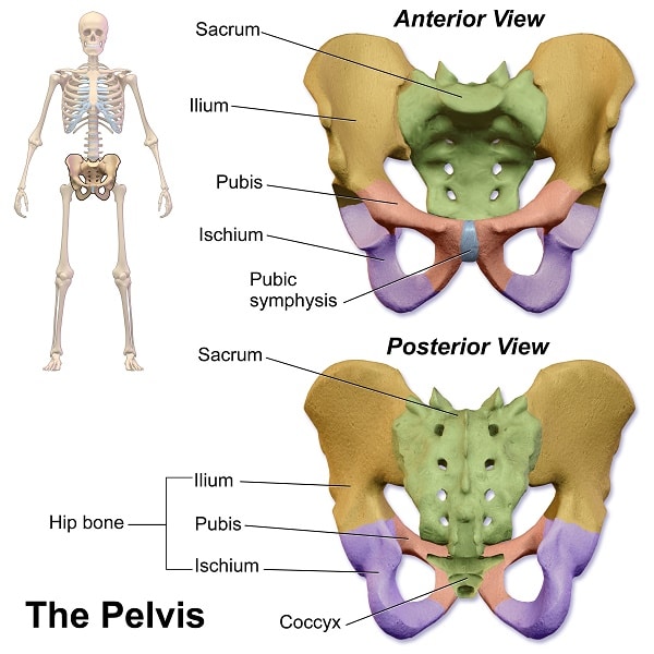 coccyx bone sticking out