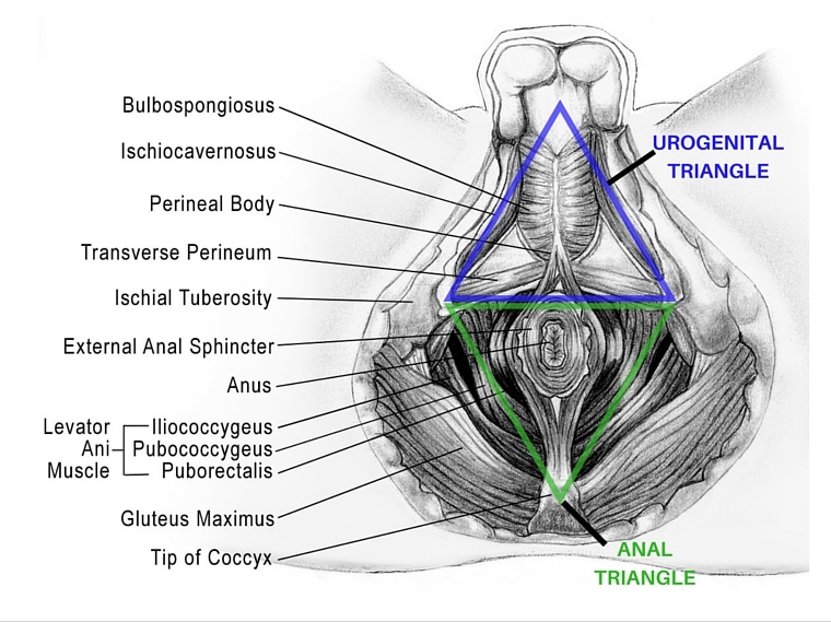 When Getting It Up Gets You Down: Erectile Dysfunction and Your Pelvic FloorPelvic Health and ...