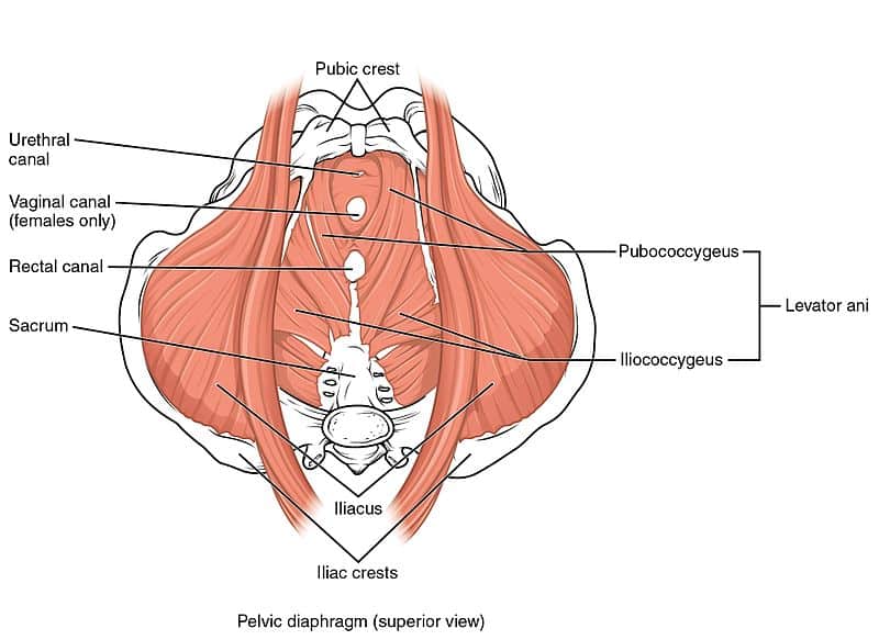 Image result for pelvic floor of a woman