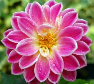 flower image