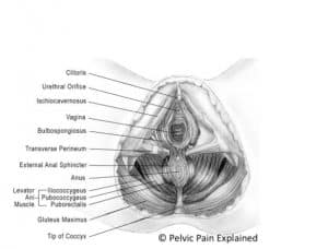 Female Anatomy