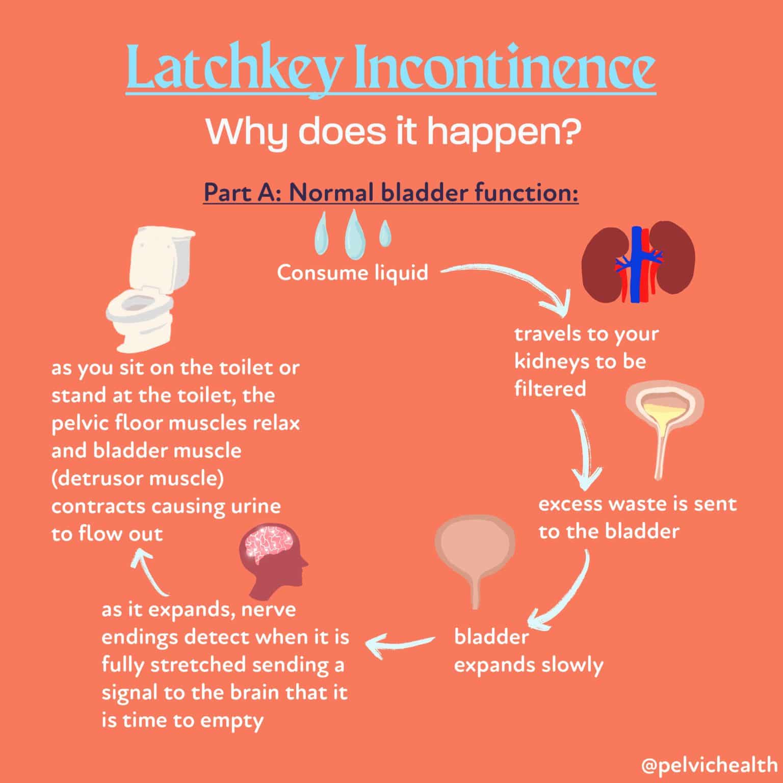 Latchkey Incontinence; Why Does it Happen? Part 2
