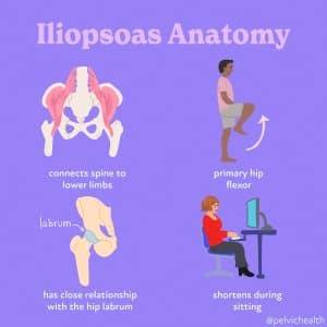 Iliopsoas Anatomy