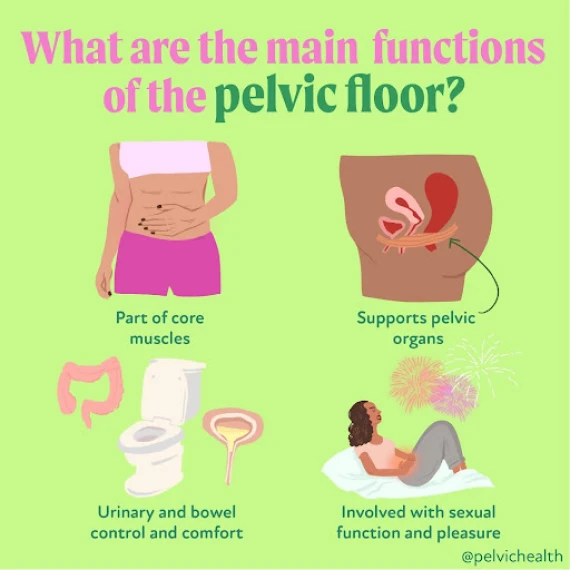 What is the Pelvic Floor