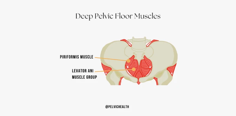 deep pelvic floor muscle
