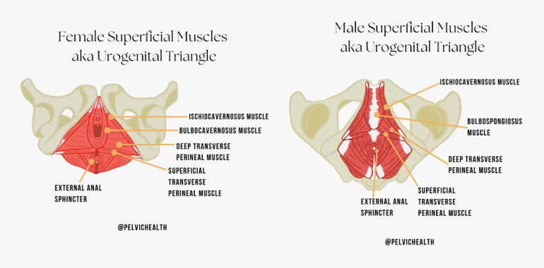 female superficial muscles