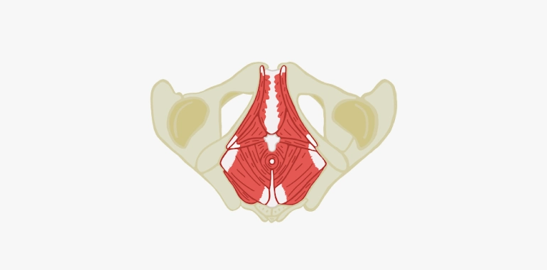 Pelvic-floor