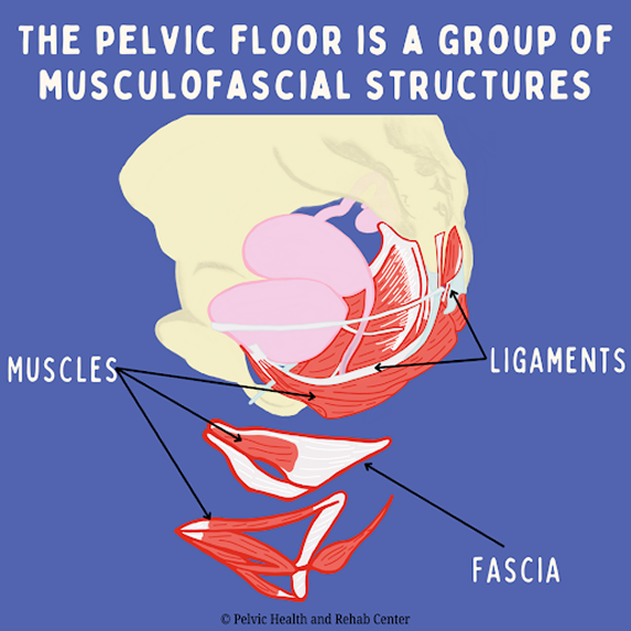 How Does Pelvic Floor Dysfunction Cause Female Pelvic