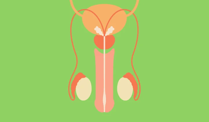 Testicular Pain Banner Testicular Pain Banner