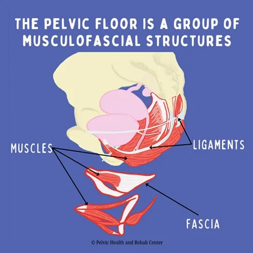 Pelvic-floor-group-500x500 Pelvic-floor-group