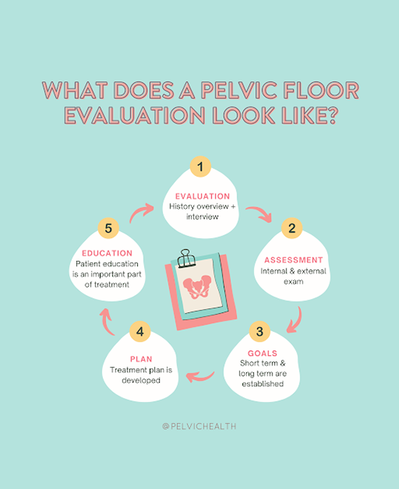 unnamed (1)456464 (17) Pelvic floor