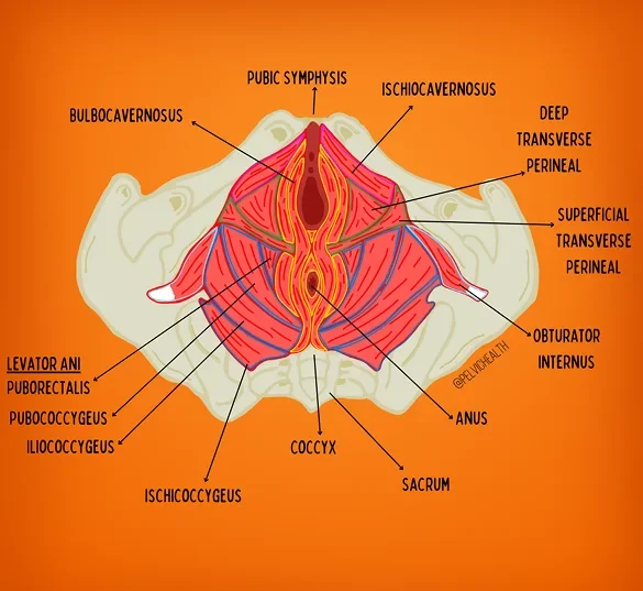 Causes of Tailbone Pain Causes of Tailbone Pain