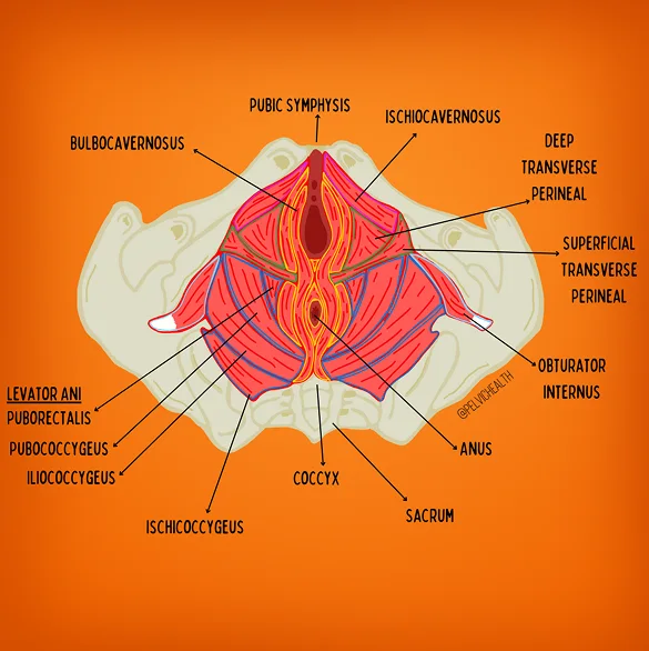 Causes of Tailbone Pain Causes of Tailbone Pain