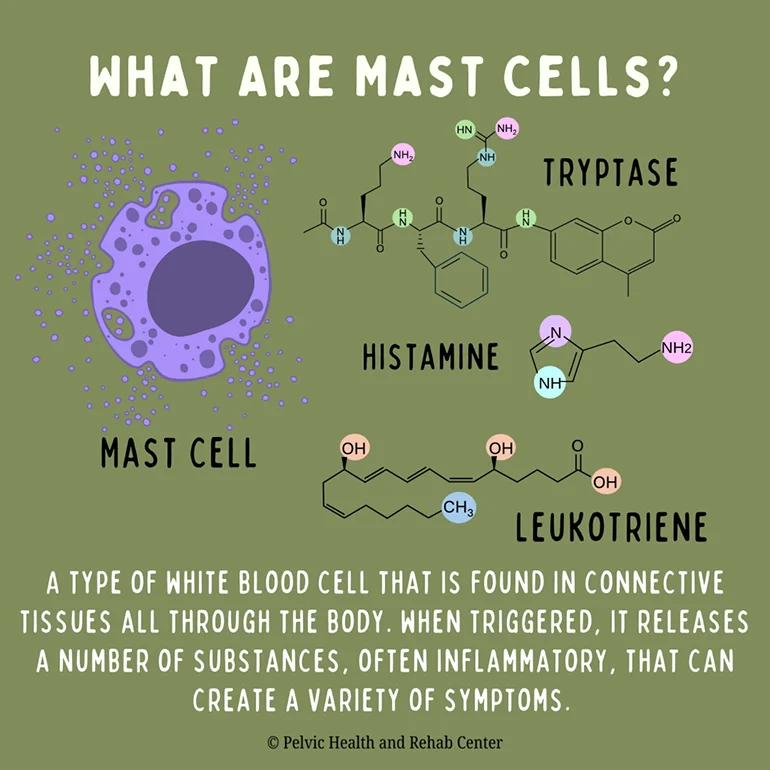 What are Mast Cells